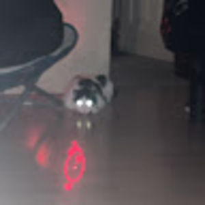 Meet your Posher, Shee